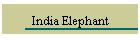 India Elephant